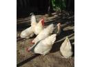 Vand Gaini AustralOrp